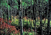 Alder Trunks in Autumn